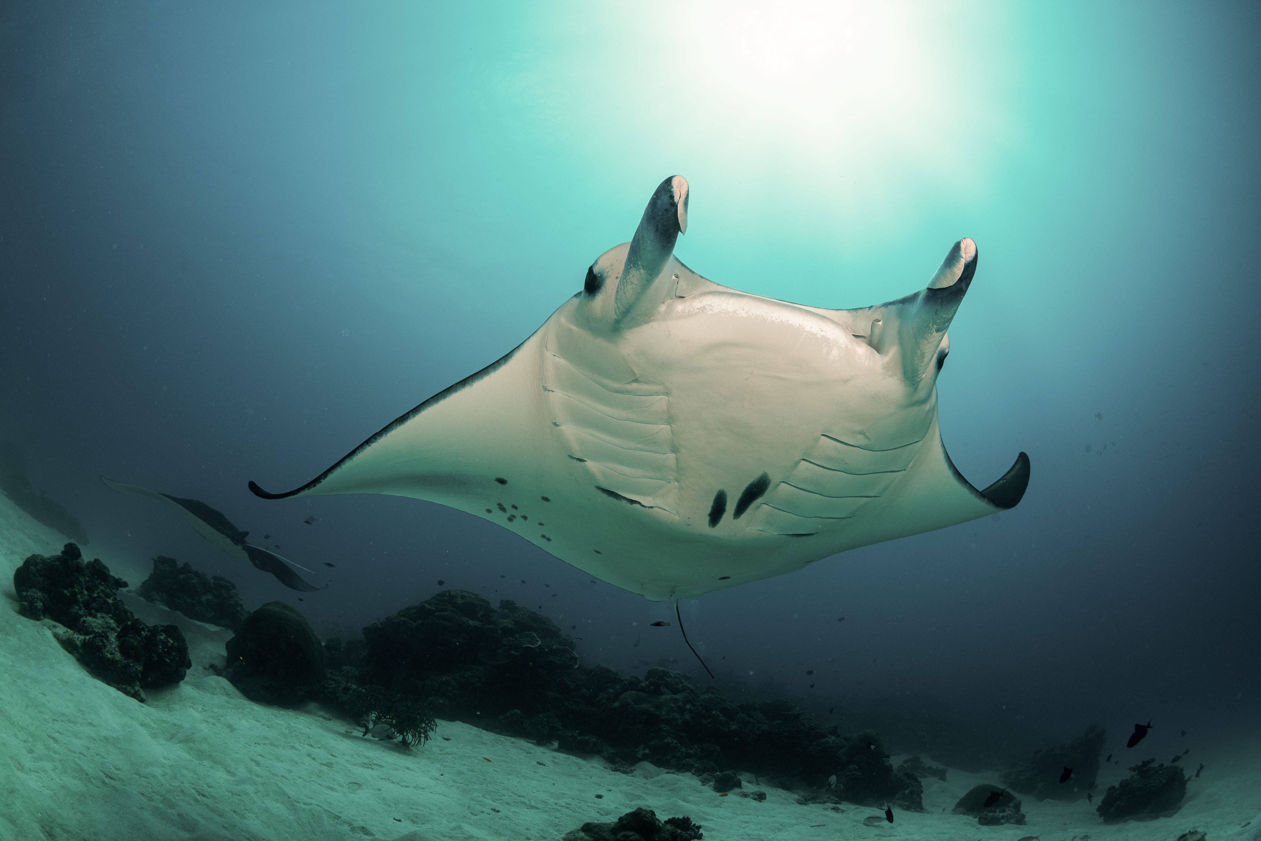 Diving in Nusa Penida with manta ray encounter