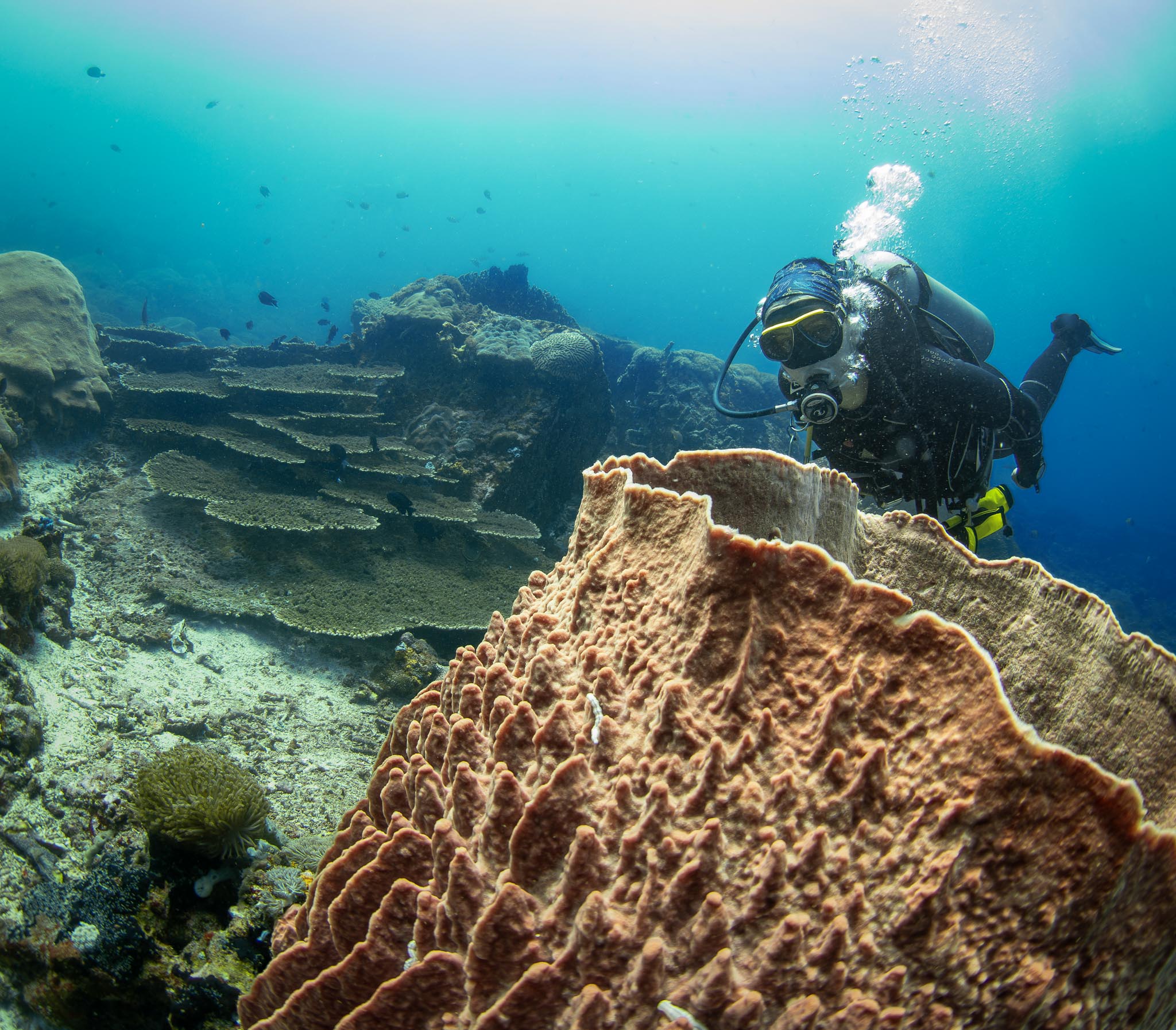 Snorkeling over coral gardens in Nusa Penida